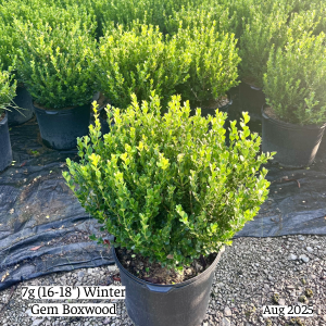 August 2025 7g Winter Gem Boxwood Group Website